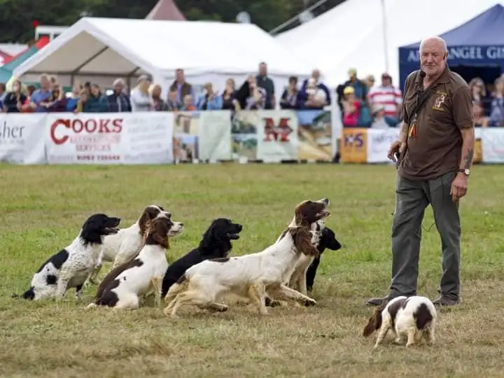 Henham Steam & Country Show - Wills Working Spaniels - Vintage Engine Enthusiast